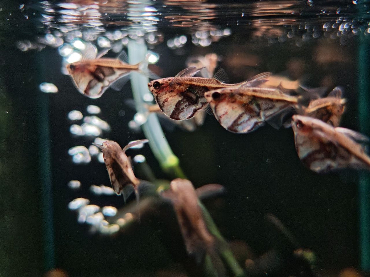Marble Hatchet Fish