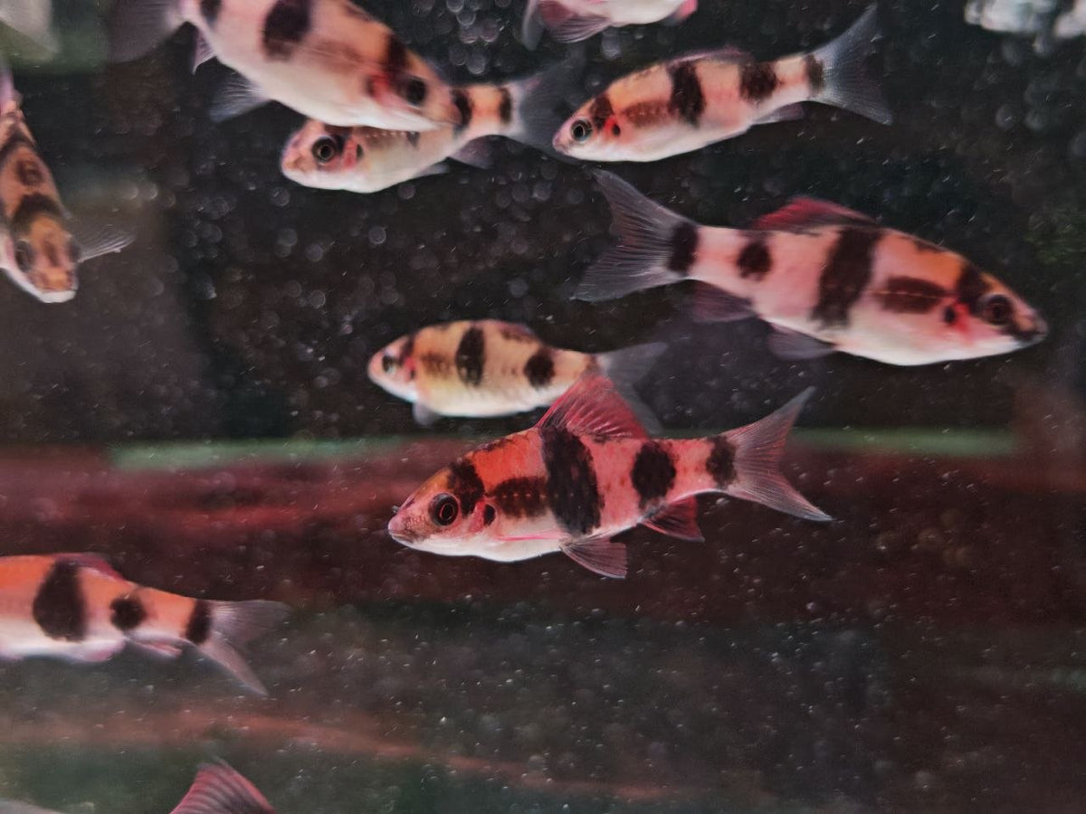 Melon Barb