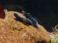 Lentipes Dimetrodon [Midnight Goby]