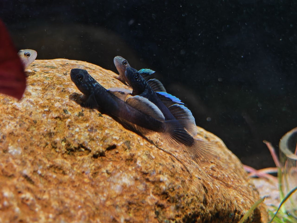 Lentipes Dimetrodon [Midnight Goby]