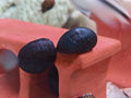 Military Helmet Snail