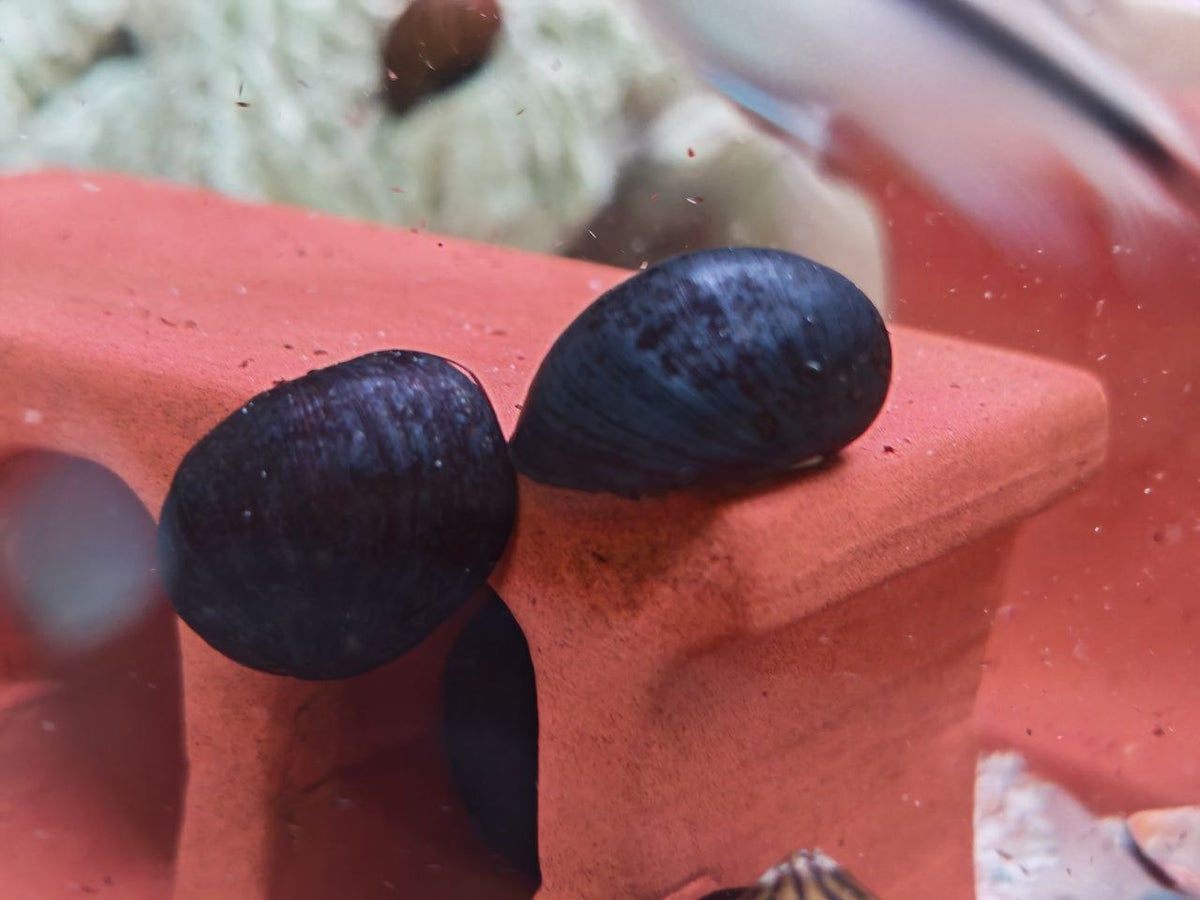 Military Helmet Snail