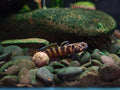 Mugilogobius Parvus [Tiger Parvus Goby]