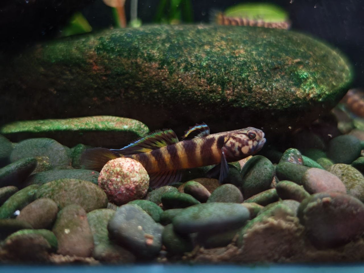 Mugilogobius Parvus [Tiger Parvus Goby]