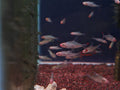 Naked Micro Rasbora