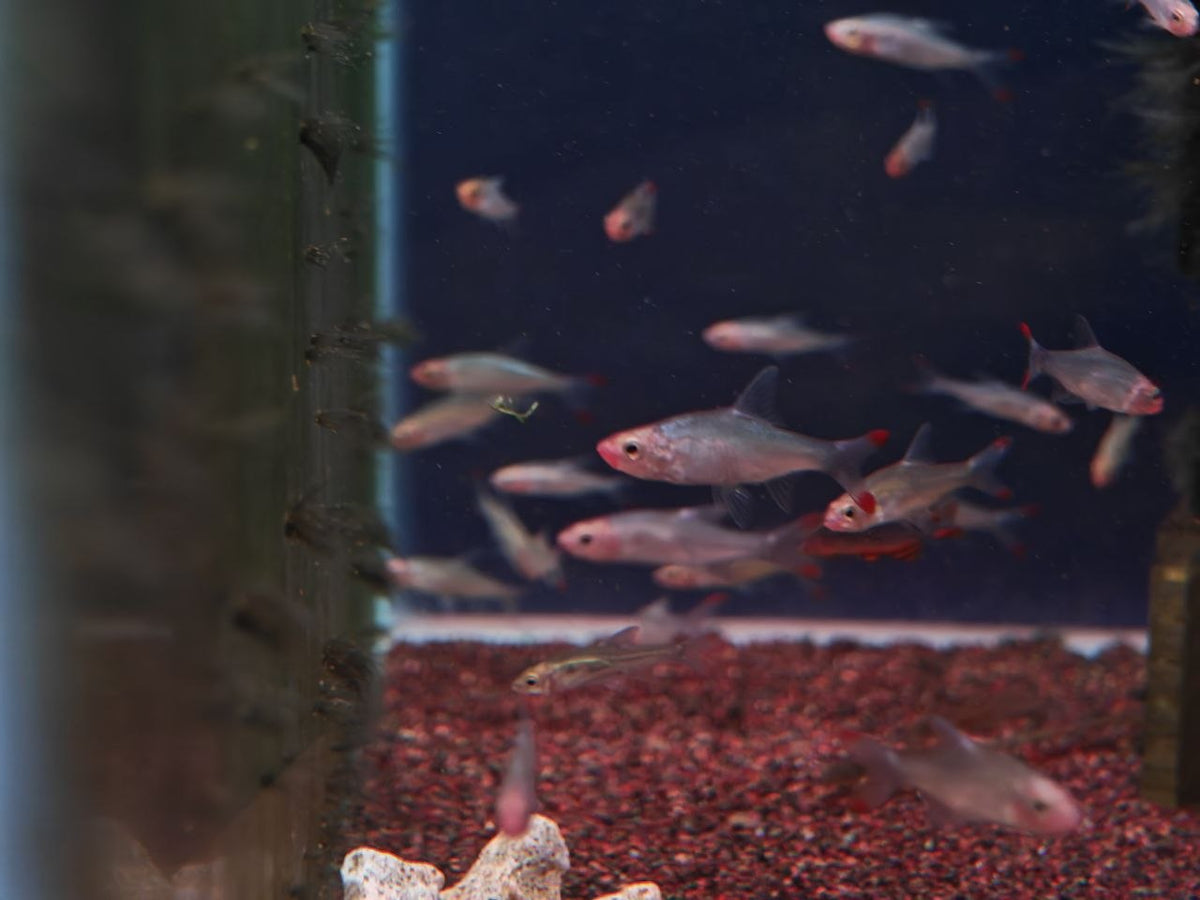 Naked Micro Rasbora