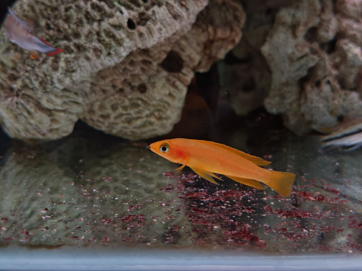 Neolamprologus Longior