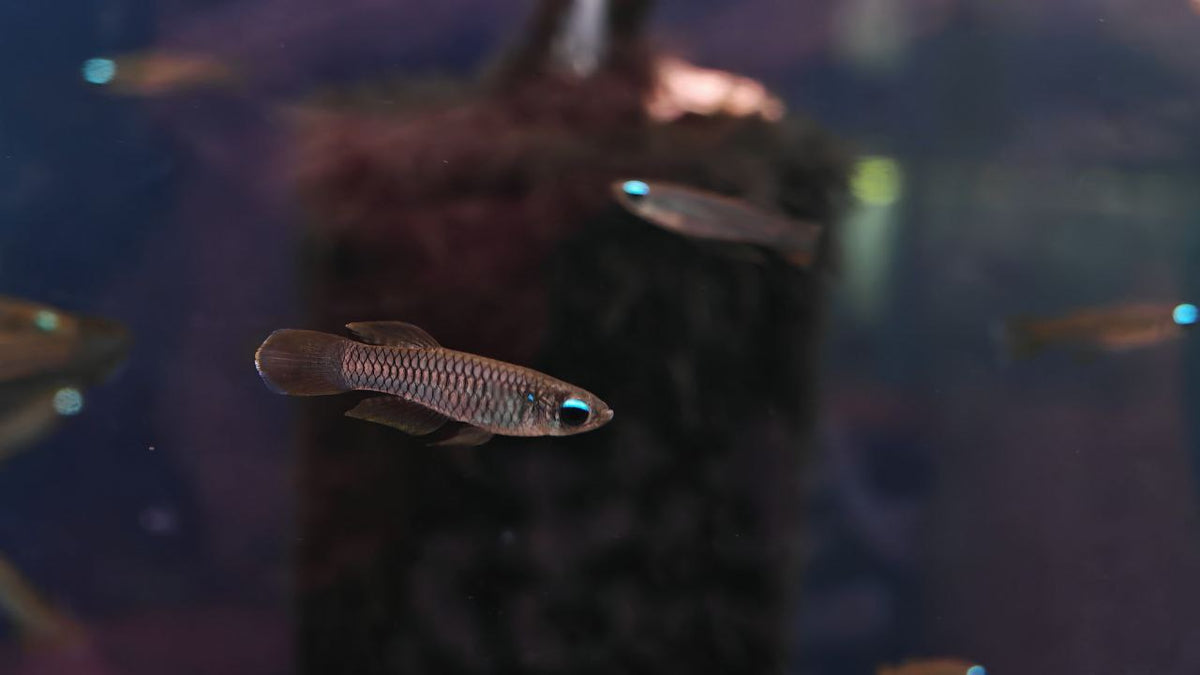 Norman Lamp Eye