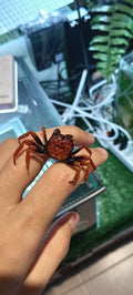 Geosesarma Tiomanicum [Orange Disco Vampire Crab]