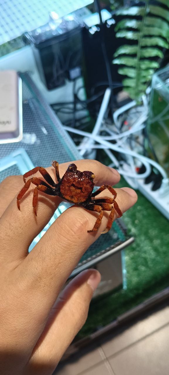 Geosesarma Tiomanicum [Orange Disco Vampire Crab]