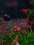 Orange Rili Shrimp