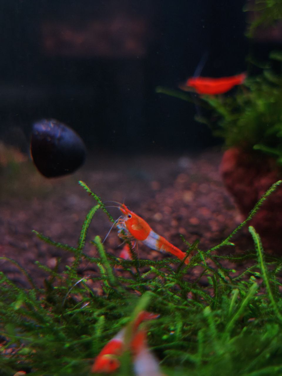 Orange Rili Shrimp