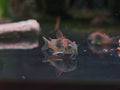 Corydoras sp. Aff. Aneus 'Venezuela' [Orange Venezuela Cory]