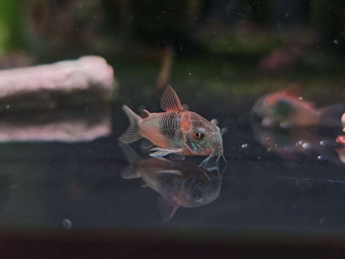 Corydoras sp. Aff. Aneus 'Venezuela' [Orange Venezuela Cory]