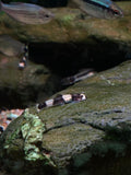 Panda Loach