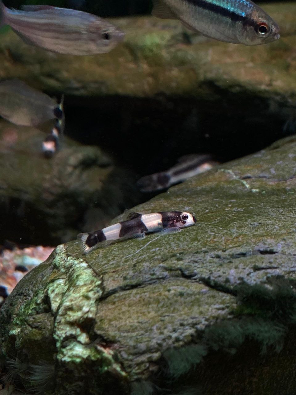Panda Loach