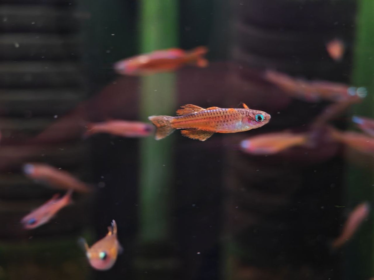 Paska Red Neon Rainbow
