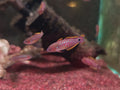 Peacock Gudgeon