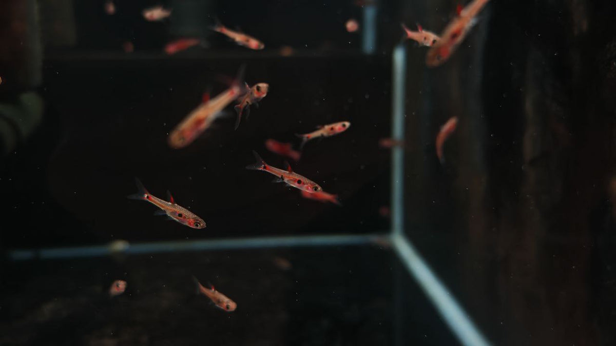 Phoenix Rasbora