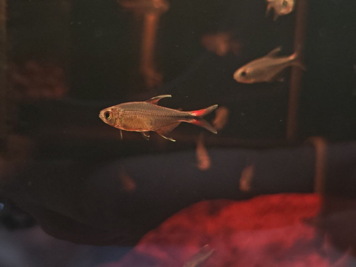 Hemmigrammus Filamentosus [Phoenix Tetra]