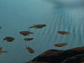 Purple Chela [Orange Hatchet Fish]