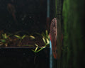 Pseudogastromyzon Laticeps [Purple Fin Loach]
