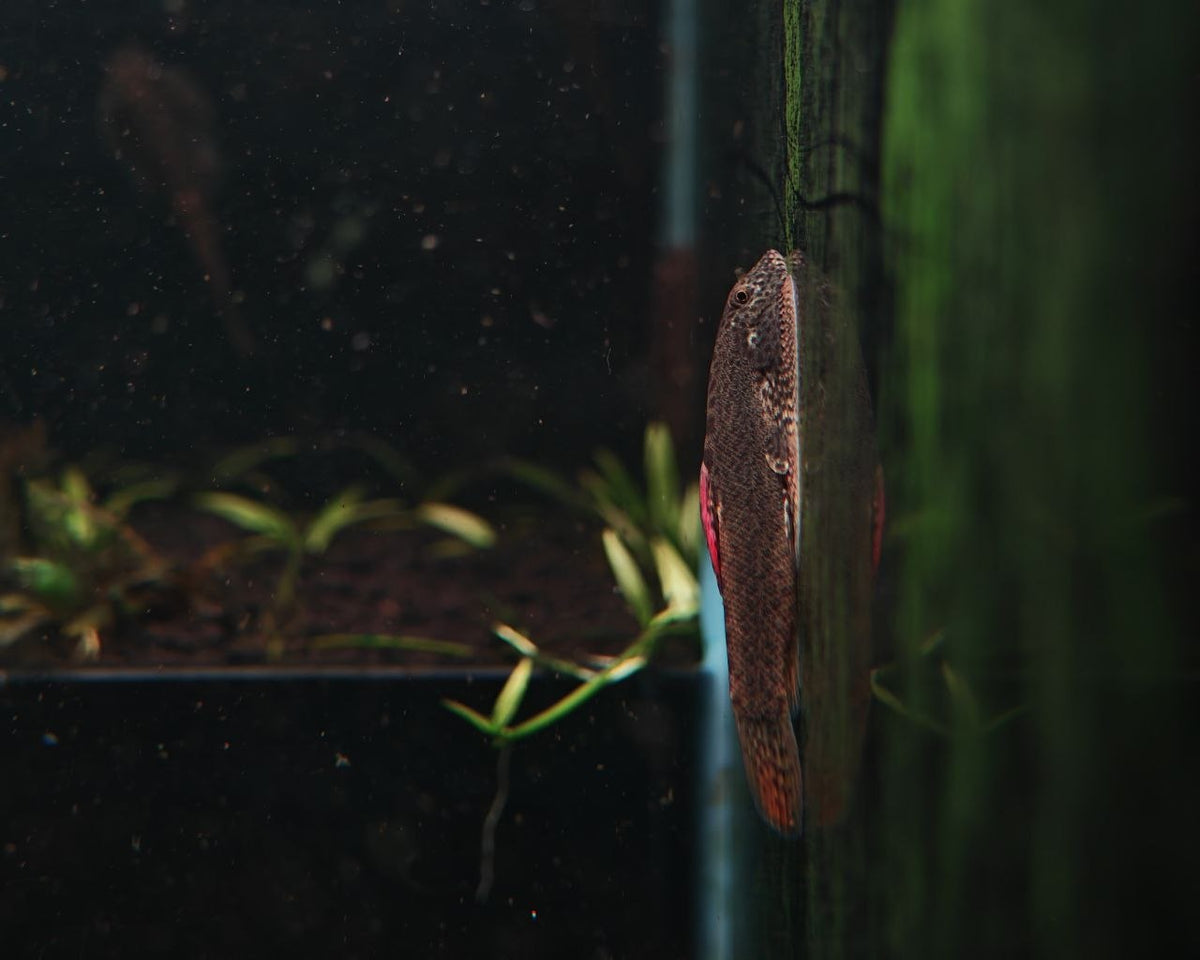 Pseudogastromyzon Laticeps [Purple Fin Loach]