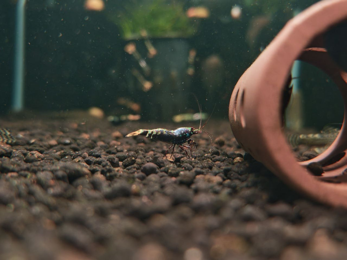 Purple KingKong Shrimp