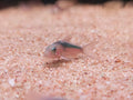 Rabauti / Rusty Cory