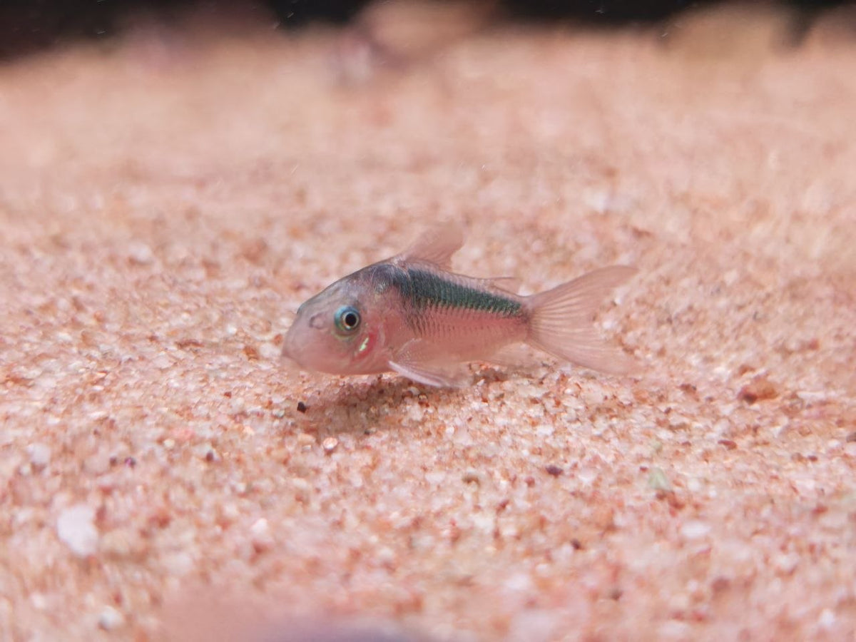 Rabauti / Rusty Cory
