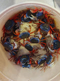 Rainbow Crab