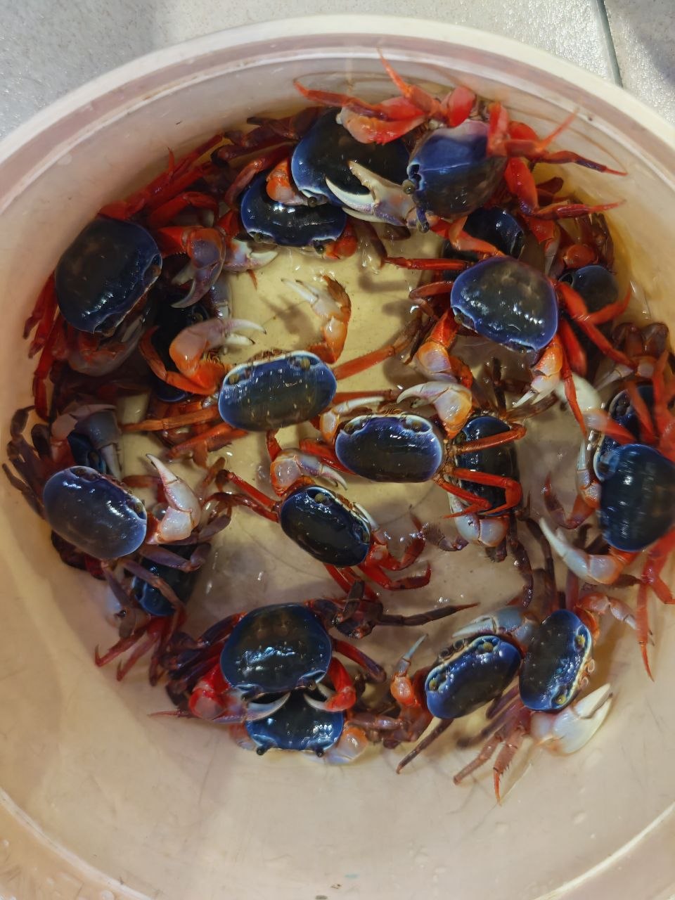 Rainbow Crab
