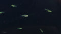 Rasbora Kubotai