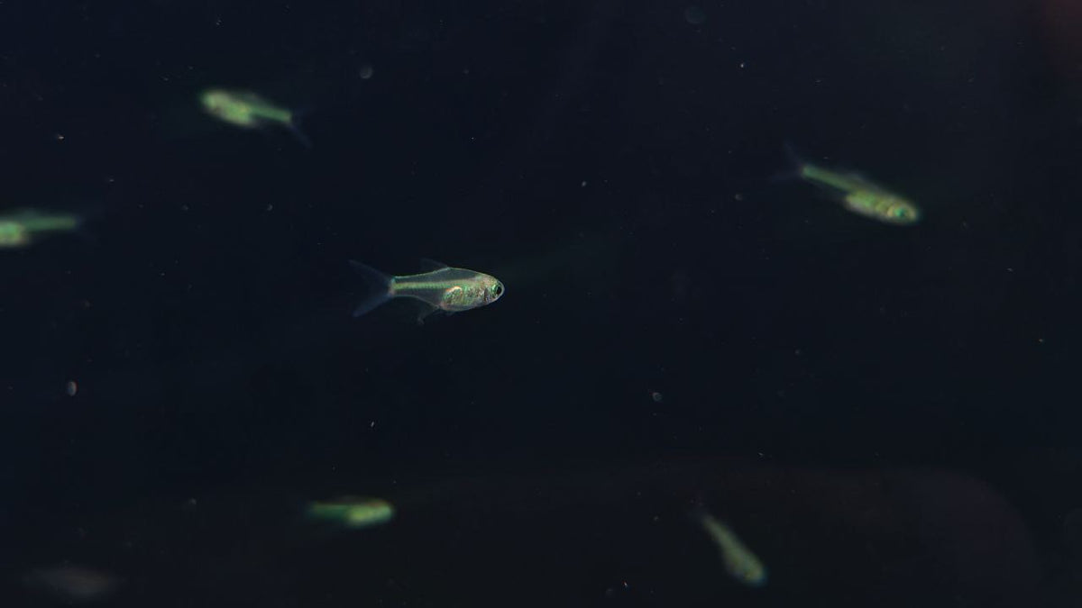 Rasbora Kubotai