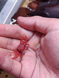 Geosesarma Albomita [Red Carnaval Vampire Crab]