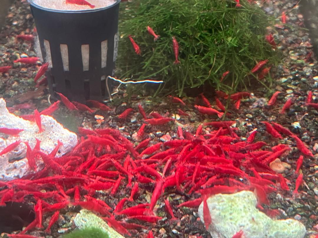 Red Cherry Shrimp