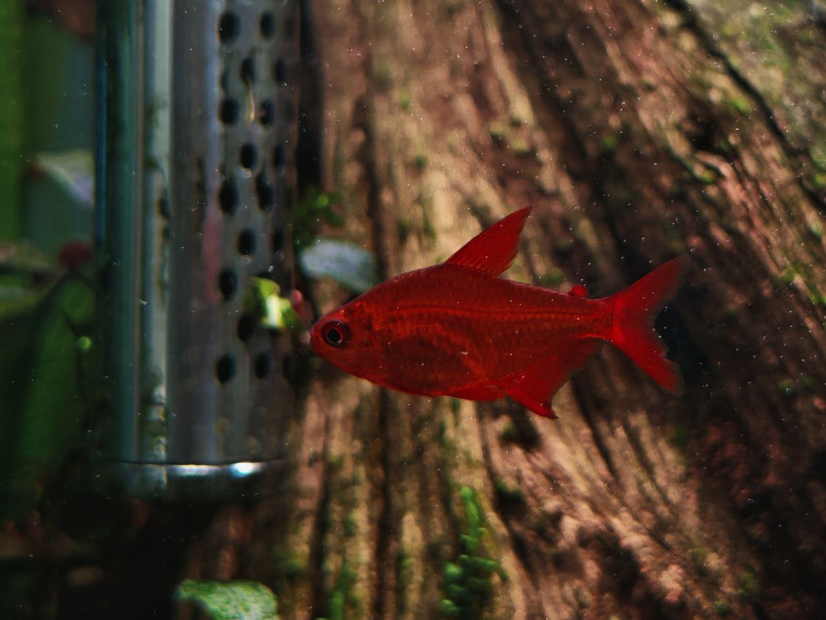 Hyphessobrycon Muzel Cherry [Red Cherry Tetra]