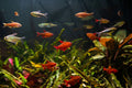 Hyphessobrycon Muzel Cherry [Red Cherry Tetra]