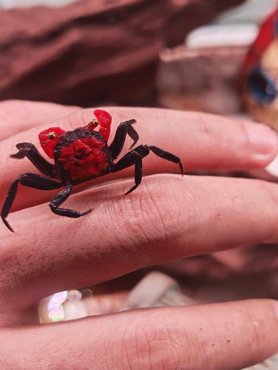 Geosesarma Hagen [Red Devil Vampire Crab]