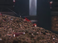 Red Line Blue Dot Sulawesi Shrimp