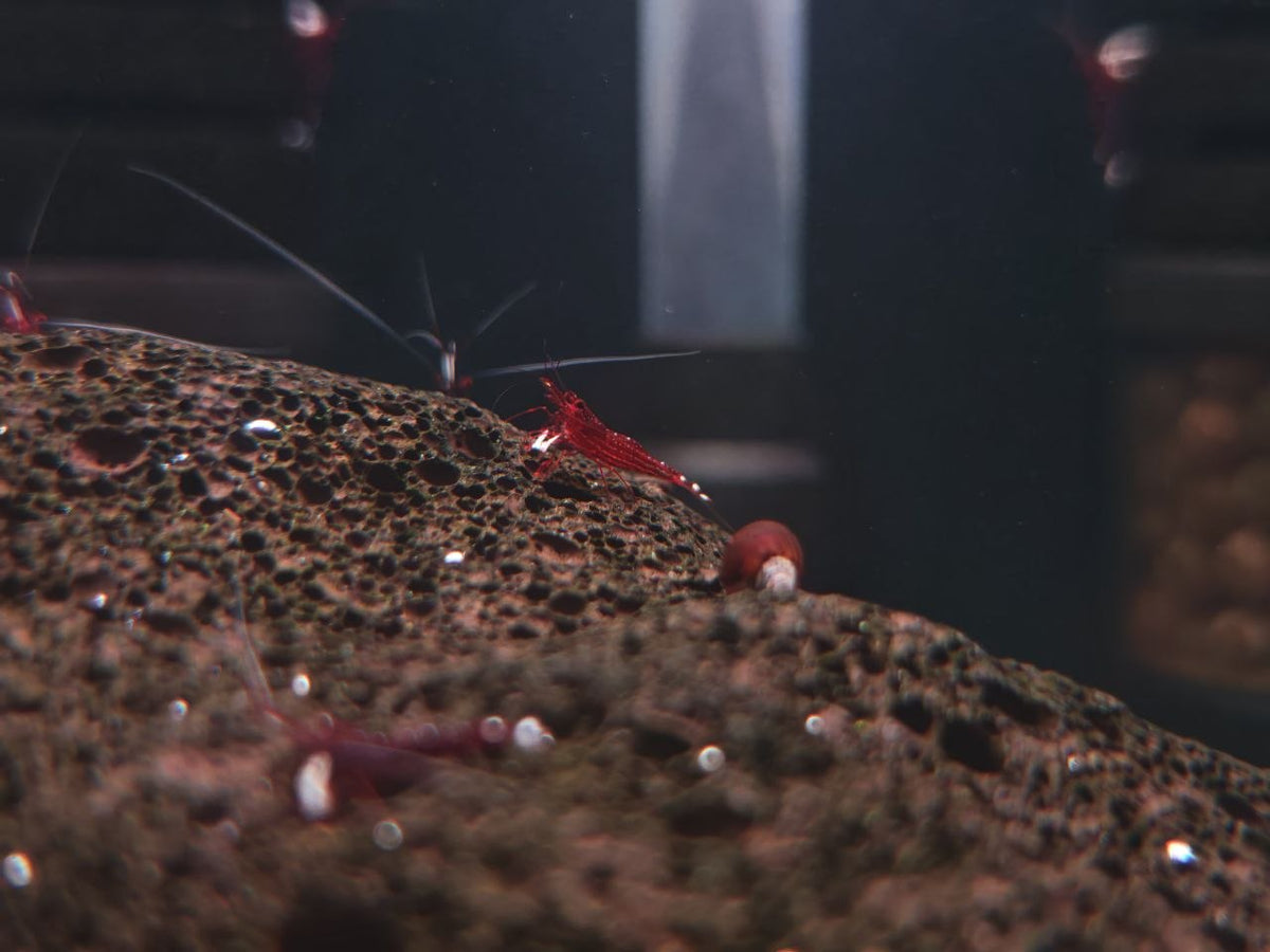 Red Line Blue Dot Sulawesi Shrimp