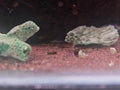 Red Line Sulawesi Shrimp