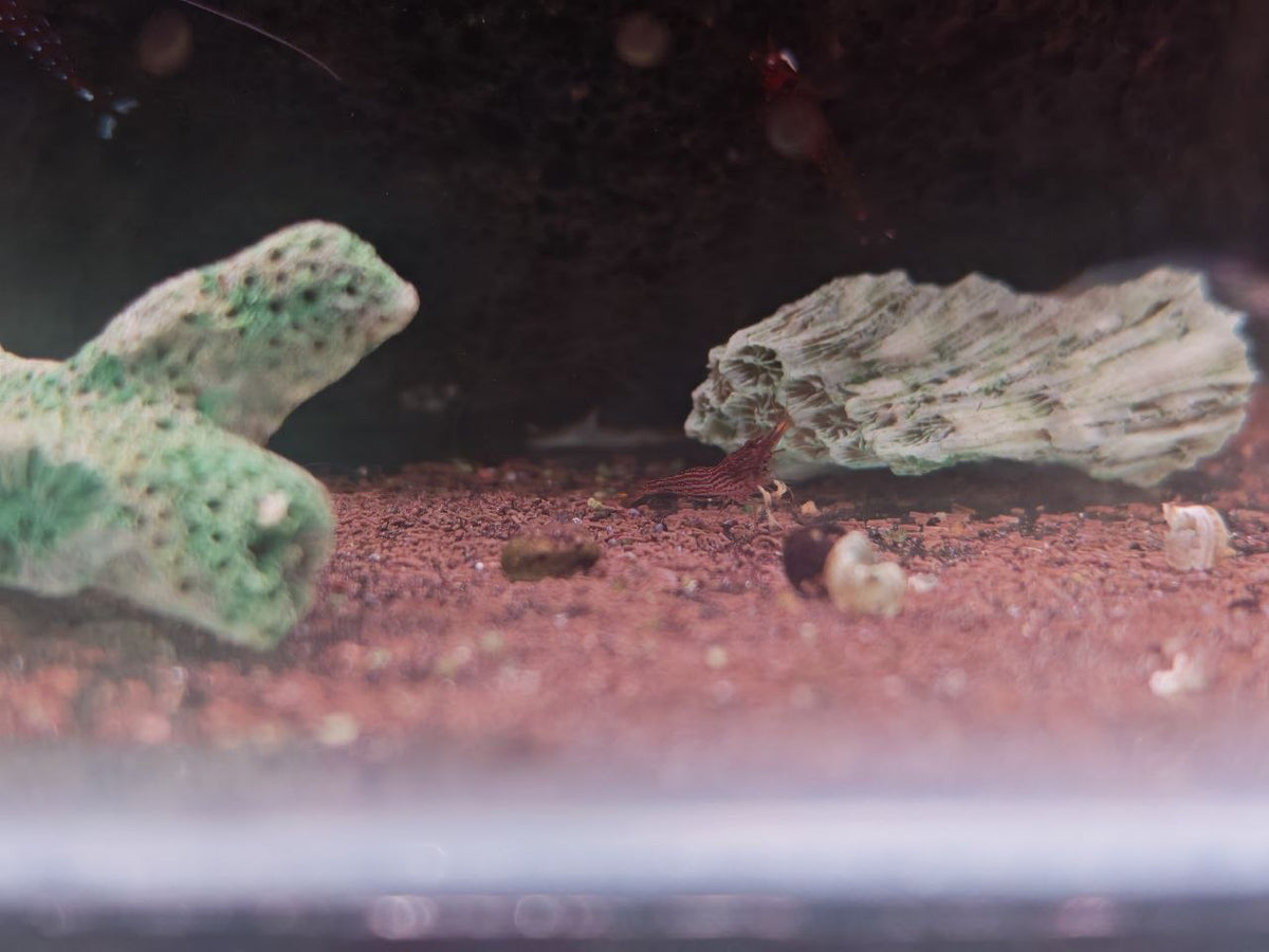 Red Line Sulawesi Shrimp