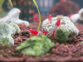 Red Rili Shrimp