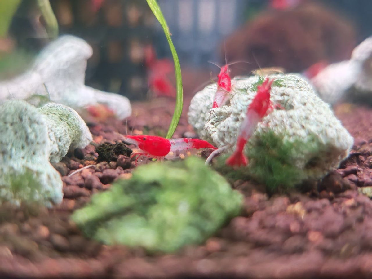 Red Rili Shrimp