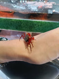 Red Rouxi Vampire Crab