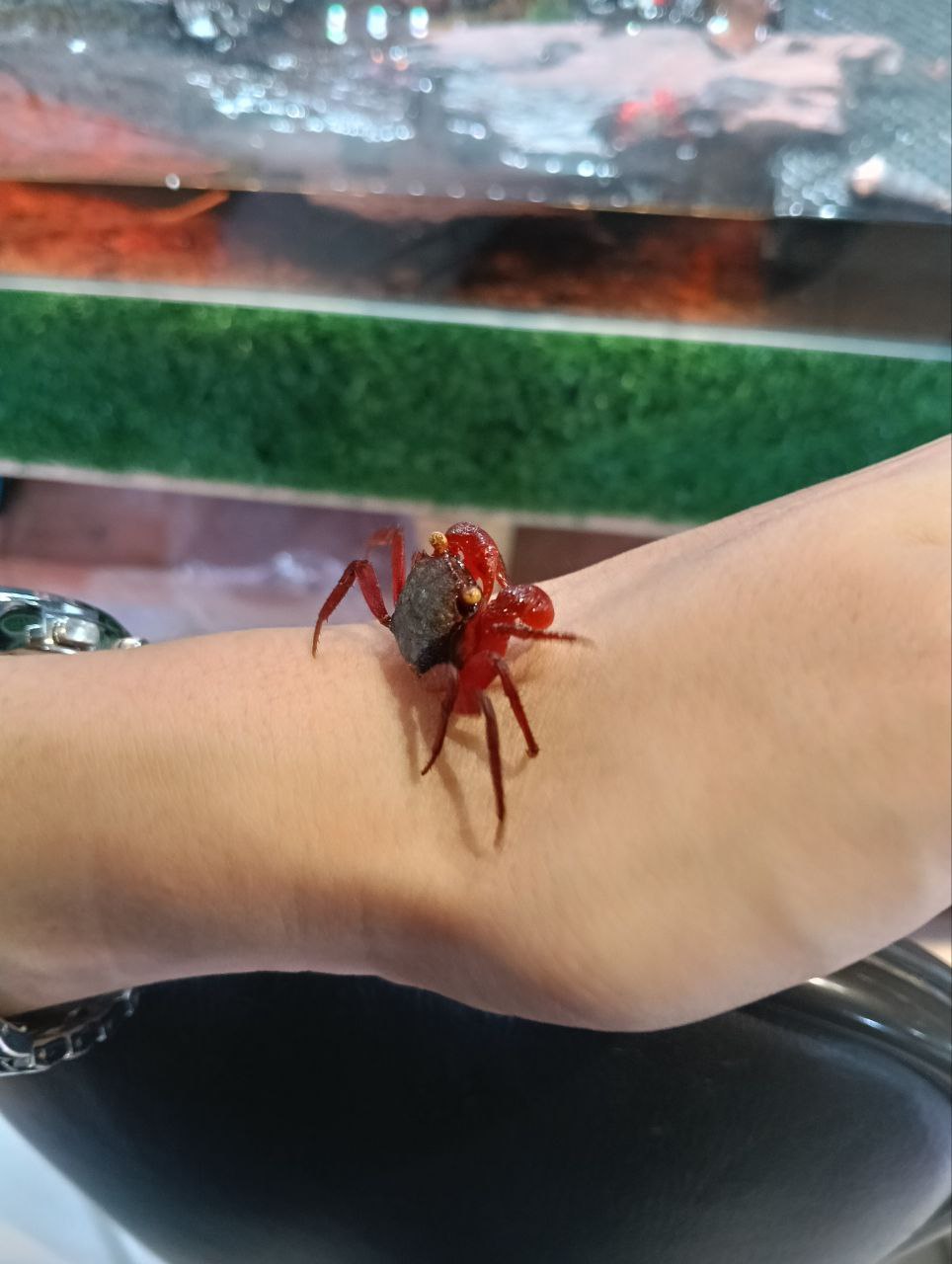 Red Rouxi Vampire Crab