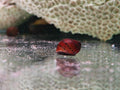Red Spotted Snail