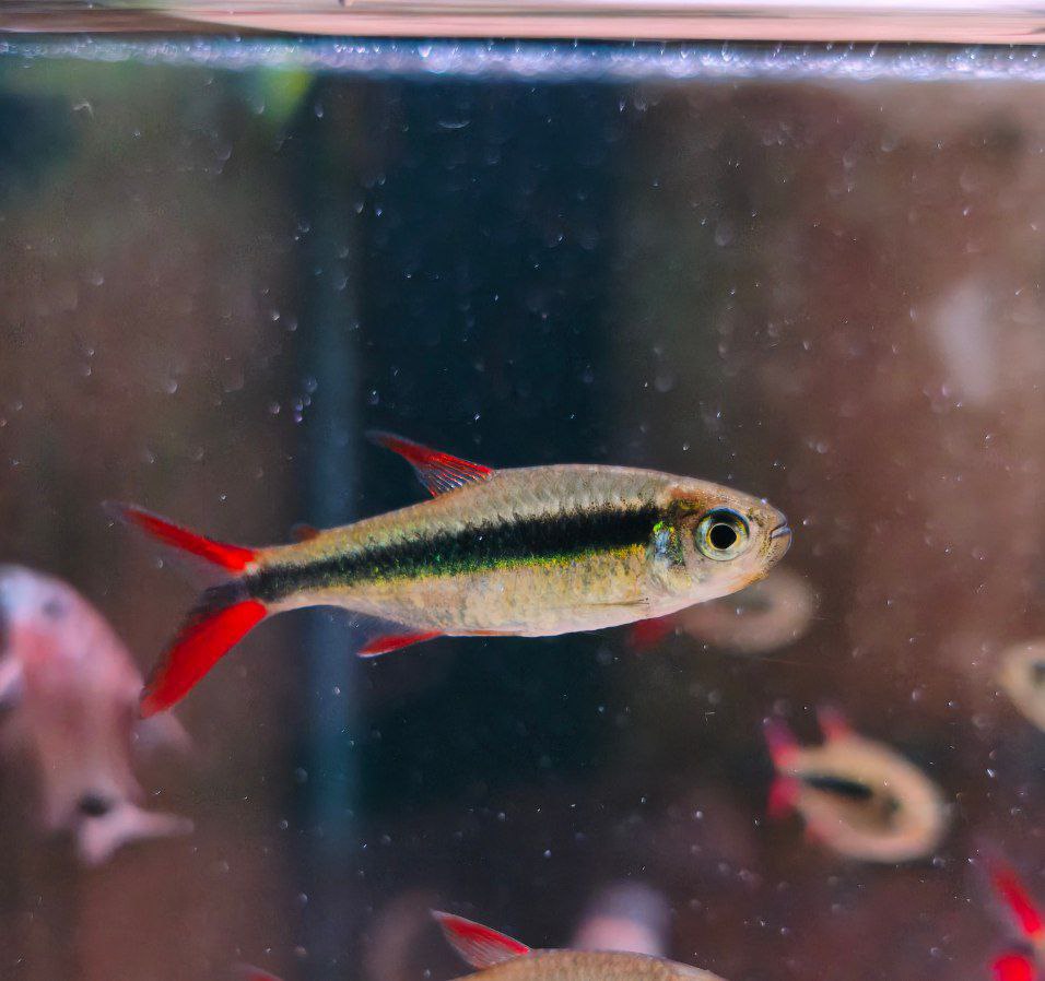 Red Tail Penguin Tetra