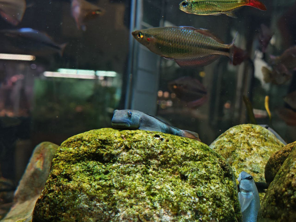 Sciyopterus Red Tailed Goby [Red Tailed Goby]